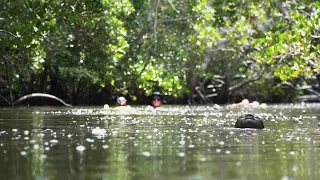 Mangrove Floating Adventure with Watamu Treehouse in Mida Creek