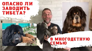 Тибетский мастиф и ДЕТИ - опасно ли заводить собаку в семью?