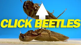 How do click beetles jump?