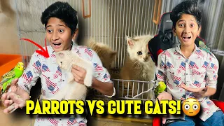 Parrots Wapsi Ghar Agye!😍 | Cute Cats vs Parrots!😳 | Vampire YT