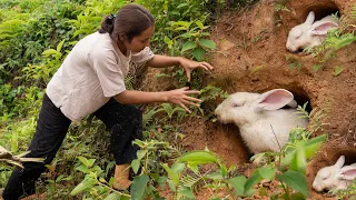 Harvesting RABBITS, Harvesting CHICKEN EGGS...Goes To The Market Sell | Phương Farm Life