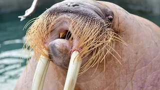 Dozer the Walrus "catcalls" the ladies