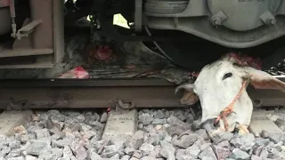 Train accident to day || Speedy Train Hits Bull || train accident animal ||train accident india 2021