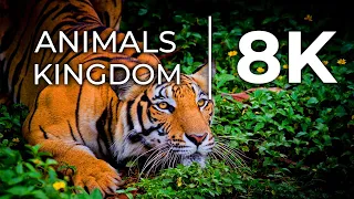Animals Kingdom 8K ULTRA HD 60 FPS, Amazing Animals Moments