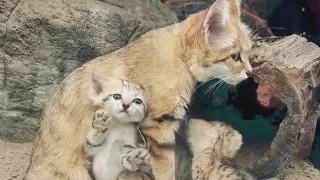 See how sand cat mama Sahara is taking care of her three new kittens at the North Carolina Zoo