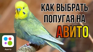 Как выбрать попугая на авито? Где купить попугая?