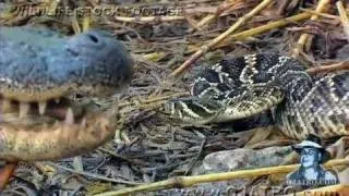 Alligator Attack Part 03/17 - Alligator vs Snake