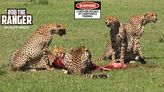 Five Cheetah Leave Impala To Lone Lioness | Maasai Mara Safari | Zebra Plains