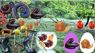 Seru sekali hunting wadidaw menemukan hewan lucu berkaki seribu millipedes merah hitam snail cacing.