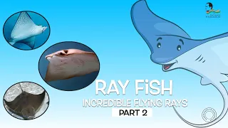 RAY FISH - Incredible Flying Rays - Part 2.  #Rayfish #Fish #Sadbhavansesamadhaan