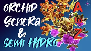 How to grow every Orchid Genera in Semi Hydro | Organic & Inorganic media #ninjaorchids semihydro