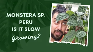 Monstera Sp. Peru Review | 5 Years Later | Monstera karstenianum | Epipremnum Marble Planet