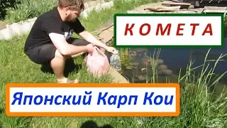 Japanese Carp Koi and Comet, fish for the pond. How to safely transport the fish?