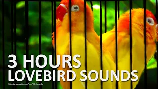 Lovebird Chirping Sounds 3 Hours - A Pair of Lutino