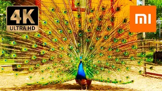 4K HDR (ULTRA HD) ● Peacock Dance ● Брачный Танец Павлина