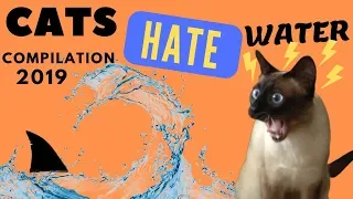 Cats hate Water - Compilation 2019