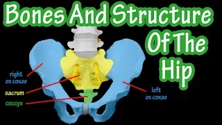 Bones Of The Hip - Structure Of The Hip - Pelvic Girdle Anatomy - Bones Of The Pelvis