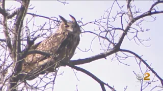 Owl escapes habitat at Central Park Zoo