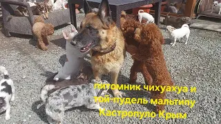 #влог  питомник чихуахуа и той-пудель мальтипу Кастропуло Крым купить щенка