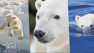 How do bears stay warm in the cold? | Nightly News: Kids Edition