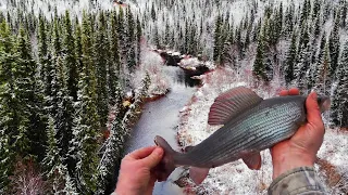 Четыре дня в тайге. Лесная изба. Хариус. Осенняя рыбалка на спиннинг. Таёжный быт. Уха. Часть 1