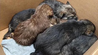 6 Abandoned Puppies Get Wet, Cry Constantly Because of Hunger and Cold