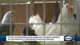 Avian flu detected in New Hampshire