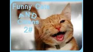 Коты и кошки✓ - отборные приколы 2017! Лучшие и самые смешные приколы с котами и кошками