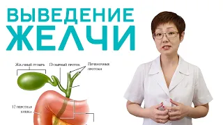 Выведение желчи | Доктор Ирина Мироновна