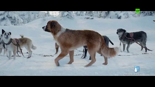 LA LLAMADA DE LO SALVAJE | Clip "Nuevo perro líder" | YA EN CINES