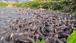 Frekuensi Untuk Memaksimalkan Produksi | Pakan Ikan Lele