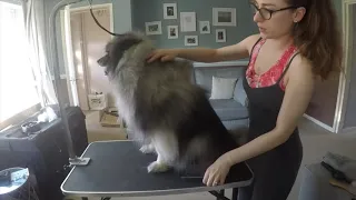 How to Groom a Keeshond Dog