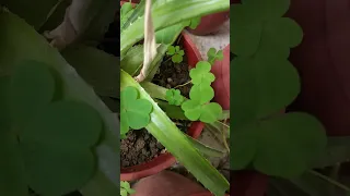 Can you imagine two lucky clovers grow in the same pot?