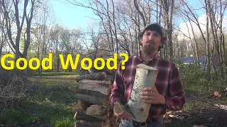 Best Trees for Firewood