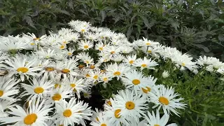 Walters Gardens Tour Flower Bed #2 July 2023