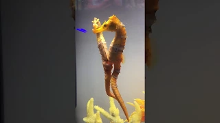 Female seahorse transferring her eggs to the male. #seahorses #beauty #nature #aqualush