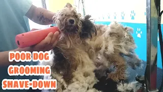 Shaving poor Severly matted Dog adopted by new owner