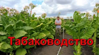 Выращивание Табака от посева до уборки урожая.