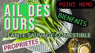 L'AIL DES OURS - PLANTES SAUVAGES COMESTIBLES - POINT NEMO