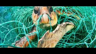 Save a struggling sea turtle from fishing nets