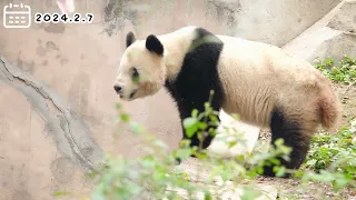 2024.2.7 pit und paule 02#giantpanda #zooberlin