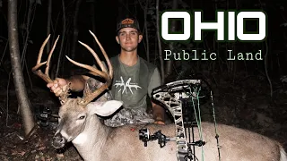 Ohio Public Land GIANT | Early Season Hub Scrape (self-filmed)