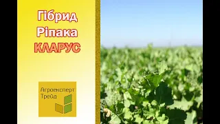 Озимий ріпак Кларус 🌾, опис гібрида 🌾 - насіння в Україні