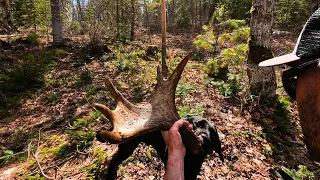 Shed Hunting with my BEST DOGS!!! | MAINE MOOSE
