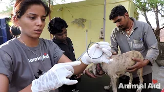 Puppy survives after head balloons from choking.