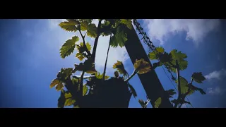 Le cycle de la vigne en Val de Loire