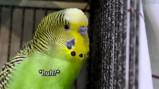Kisses Bir-bird? - Boba the Budgie - Talking Parakeet
