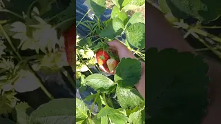 клубника 🍓 Априка🍓  в Беларуси