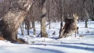 GOLDEN EAGLE ATTACKS AND CATCHES DEER