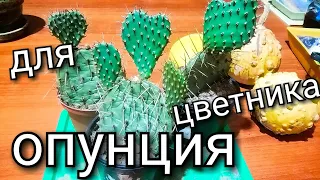 Зимостойкий кактус/ Кактус для цветника/ Опунция Каманчаская/ #кактус #опунция #pricklypear #cactus